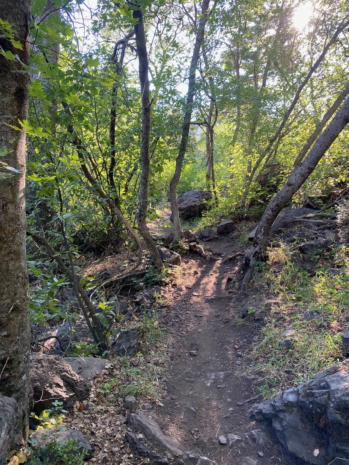 Tree roots and rocks in the trail