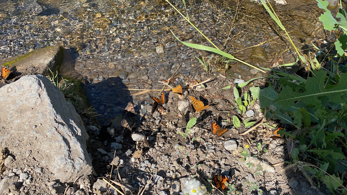 Butterflies drinking from the Spring Creek in Providence Canyon
