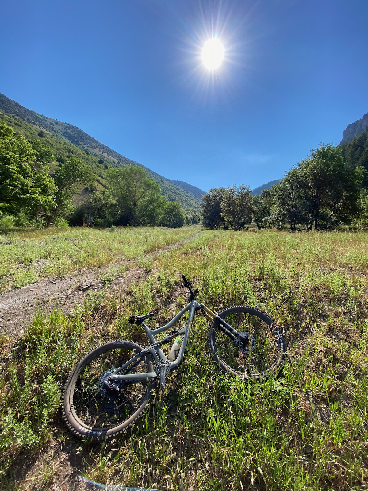 Ibis Ripmo in a mountain meadow