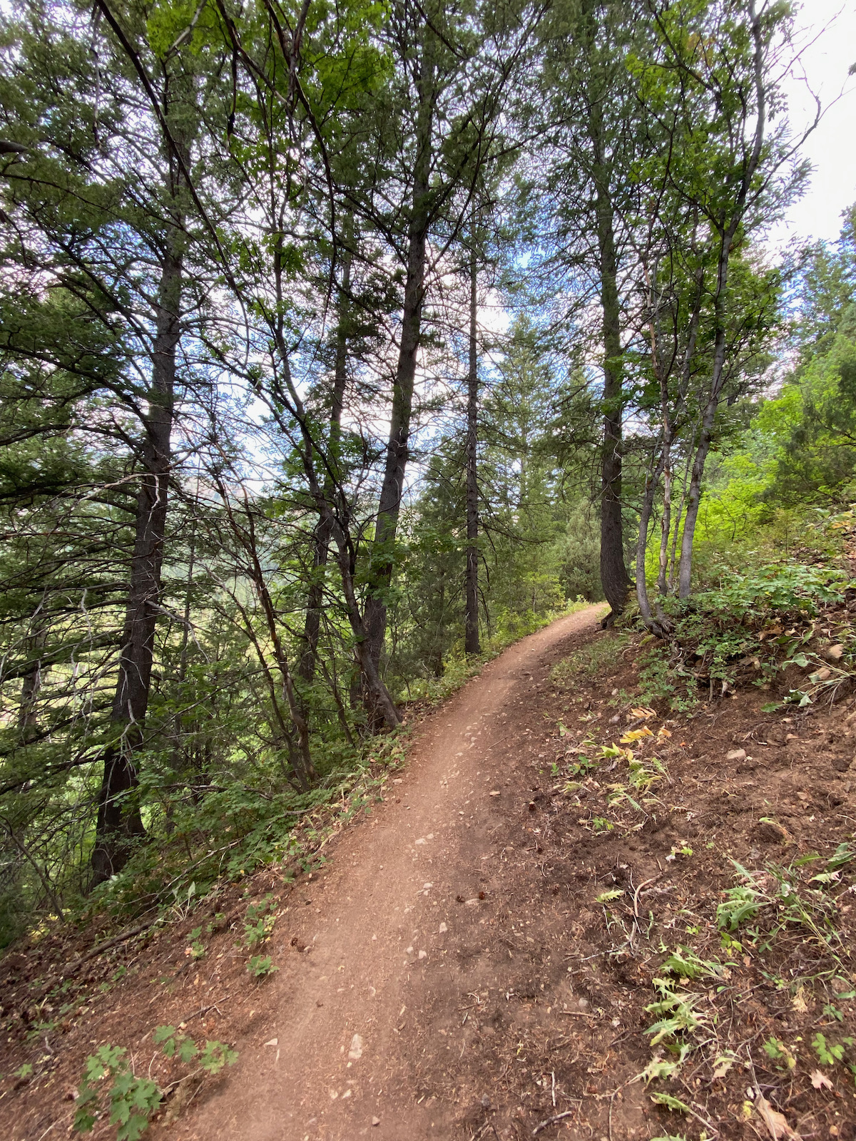 Pines on the Jardine Juniper trail