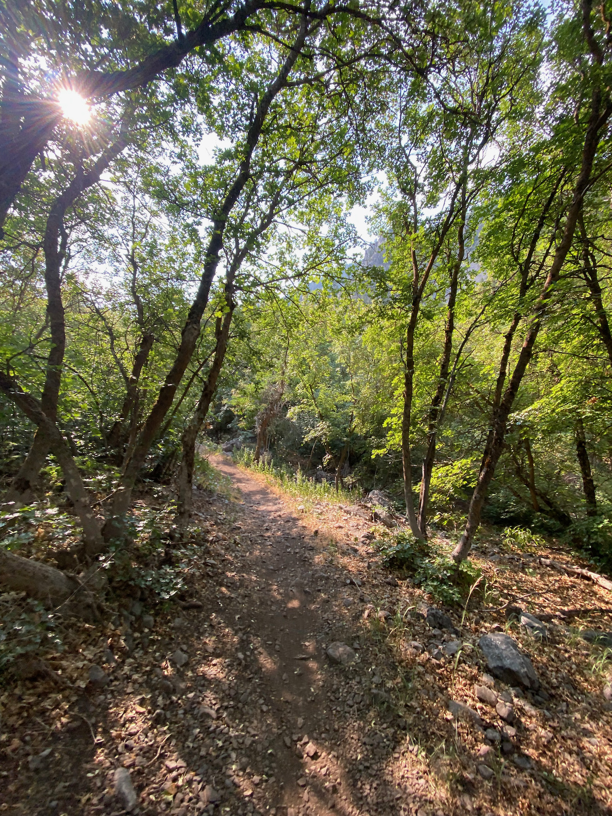 Single track mountain bike trail, Providence Canyon. Trees with the sun shining above.