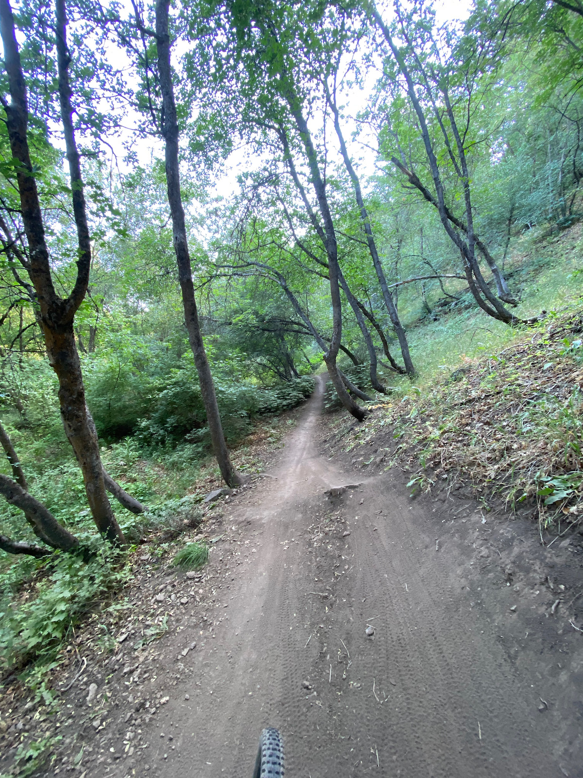 Deeper in Green Canyon. Trail surrounded by trees.