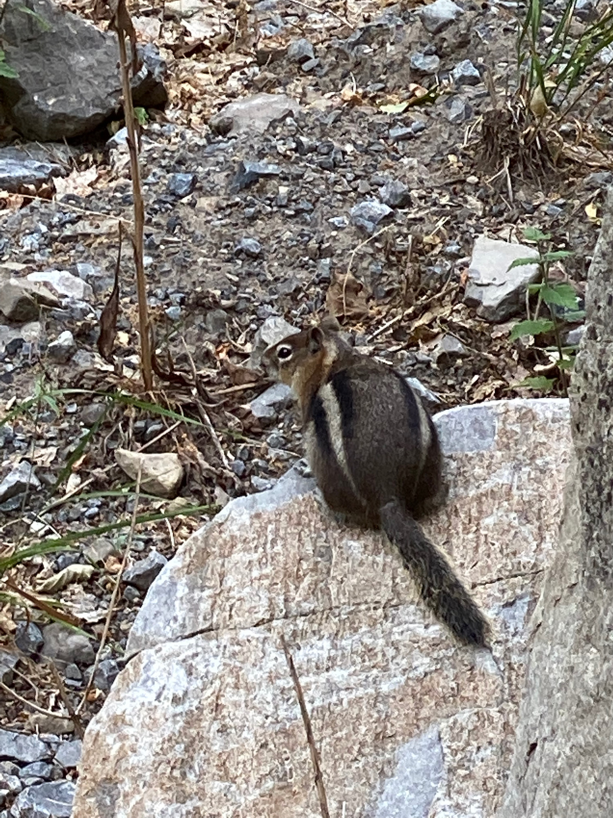 Fat chipmunk sitting on a rock
