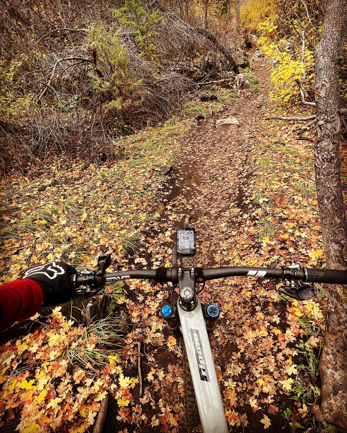 Providence trail covered in yellow leaves