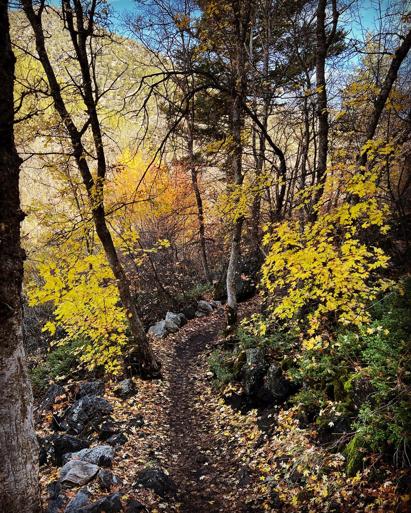 Yellow leaves on Providence Canyon Trail