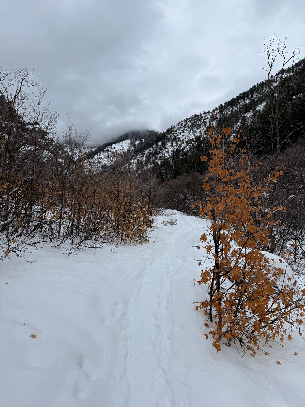 A snowy path winds through a winter landscape in Green Canyon, Utah. Surrounding the path are bare trees and bushes with orange leaves, under a cloudy sky with misty mountains in the background.