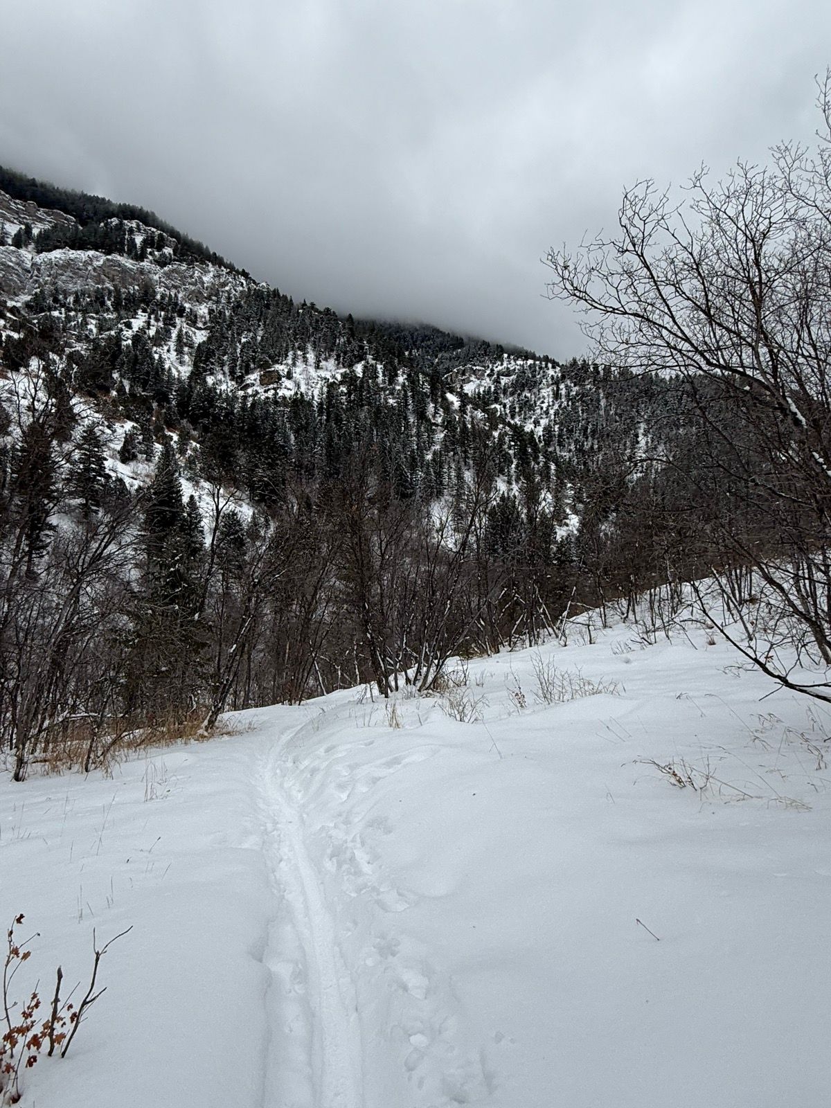 A snow-covered path winds through a forested area in Green Canyon, Utah, with mountains in the background obscured by cloudy skies. Sparse trees line the trail, which is surrounded by a blanket of fresh snow.