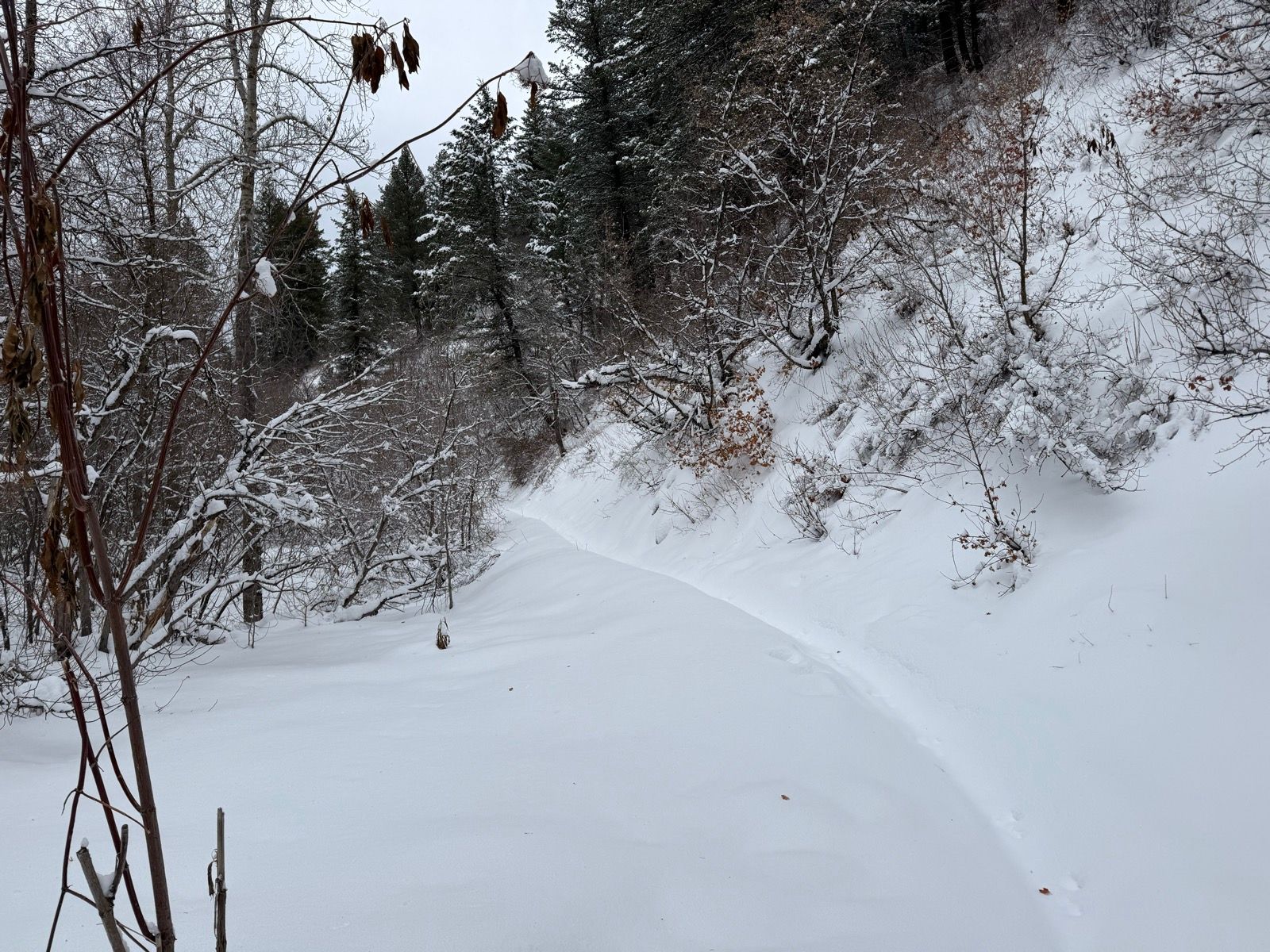 A snowy path winds through trees and shrubbery in Green Canyon, Utah. The landscape is blanketed in fresh snow, creating a peaceful winter scene.