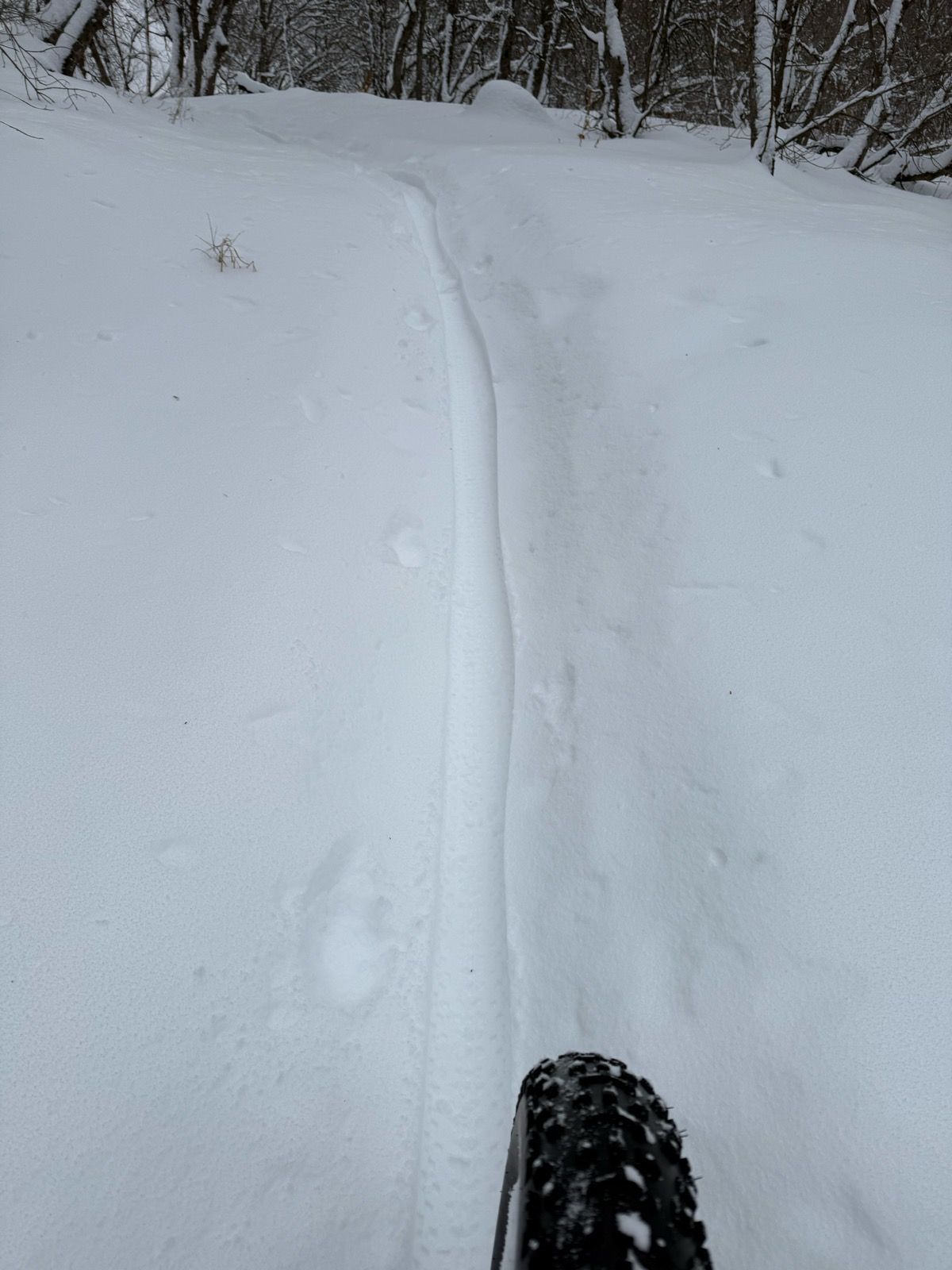 A snow-covered trail in Green Canyon, Utah, showing bike tire tracks on the snow and footprints in the surrounding area. Trees line the path, creating a serene winter scene.