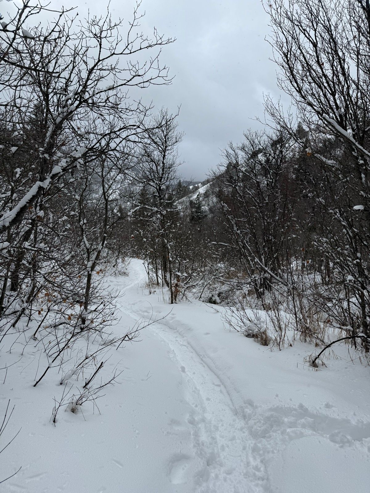 A snowy trail winding through bare trees in Green Canyon, Utah, under a cloudy sky. The path is partially covered in fresh snow, suggesting recent snowfall.