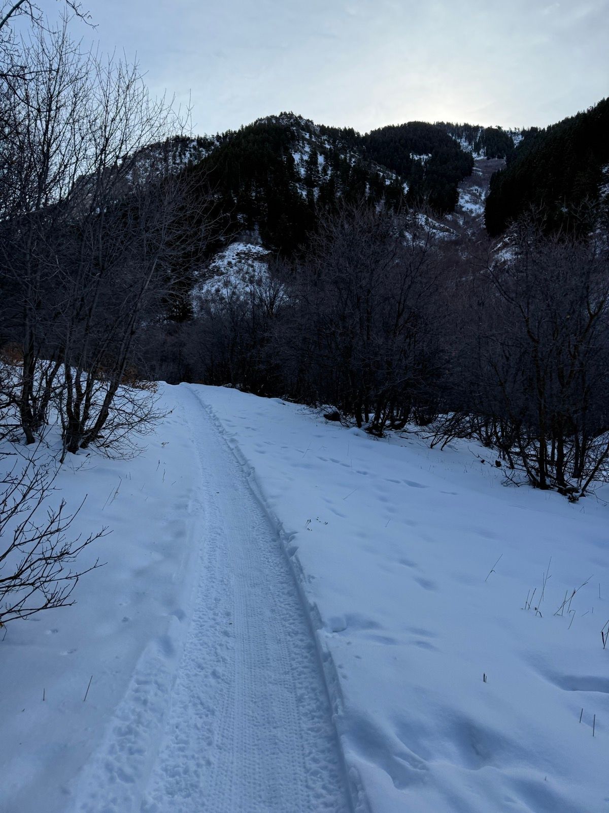 A snow-covered path winds through trees in Providence Canyon, Utah, with mountains rising in the background under a cloudy sky.