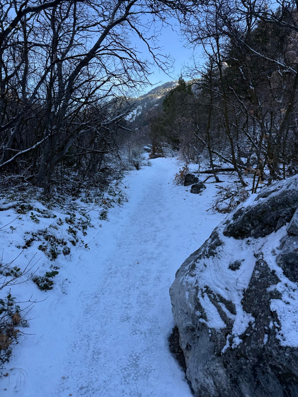 A snow-covered pathway lined with bare trees and rocky outcrops, leading into a mountainous area under a clear blue sky.