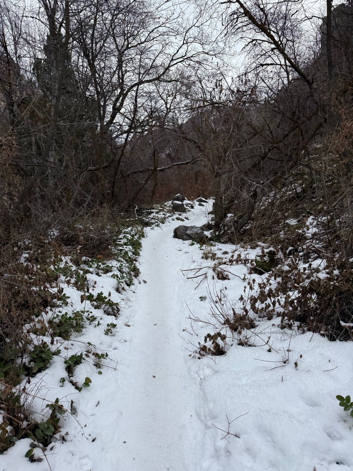 A snowy pathway winds through a wooded area, lined with bare trees and patches of green vegetation. The scene is overcast, suggesting a chilly atmosphere. Rocks are visible along the sides of the path, creating a natural, unpaved trail.