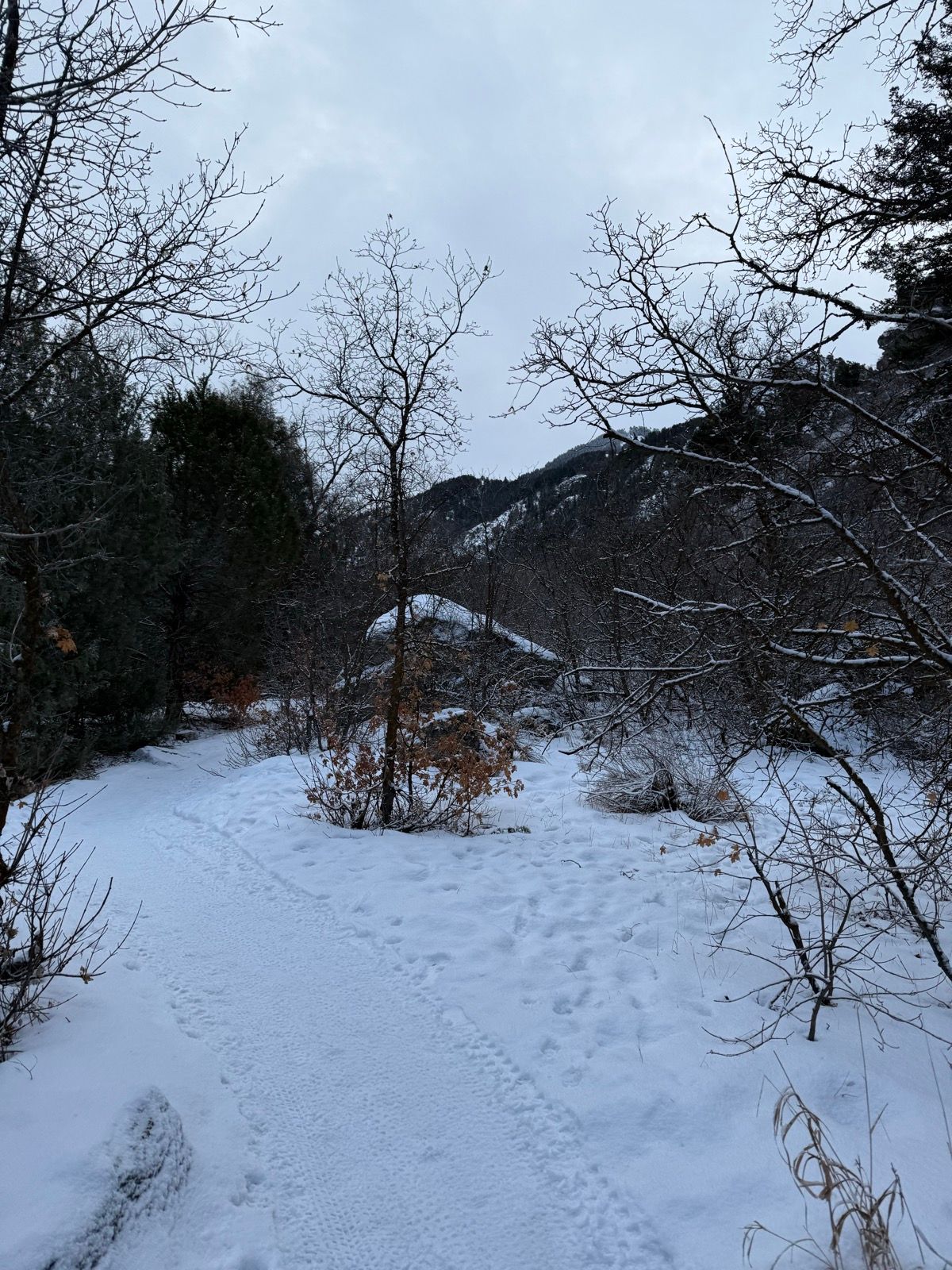 A snowy pathway winds through a forested area in Providence Canyon, Utah. Bare trees stand on either side of the path, leading to snow-covered hills in the background under a cloudy sky.
