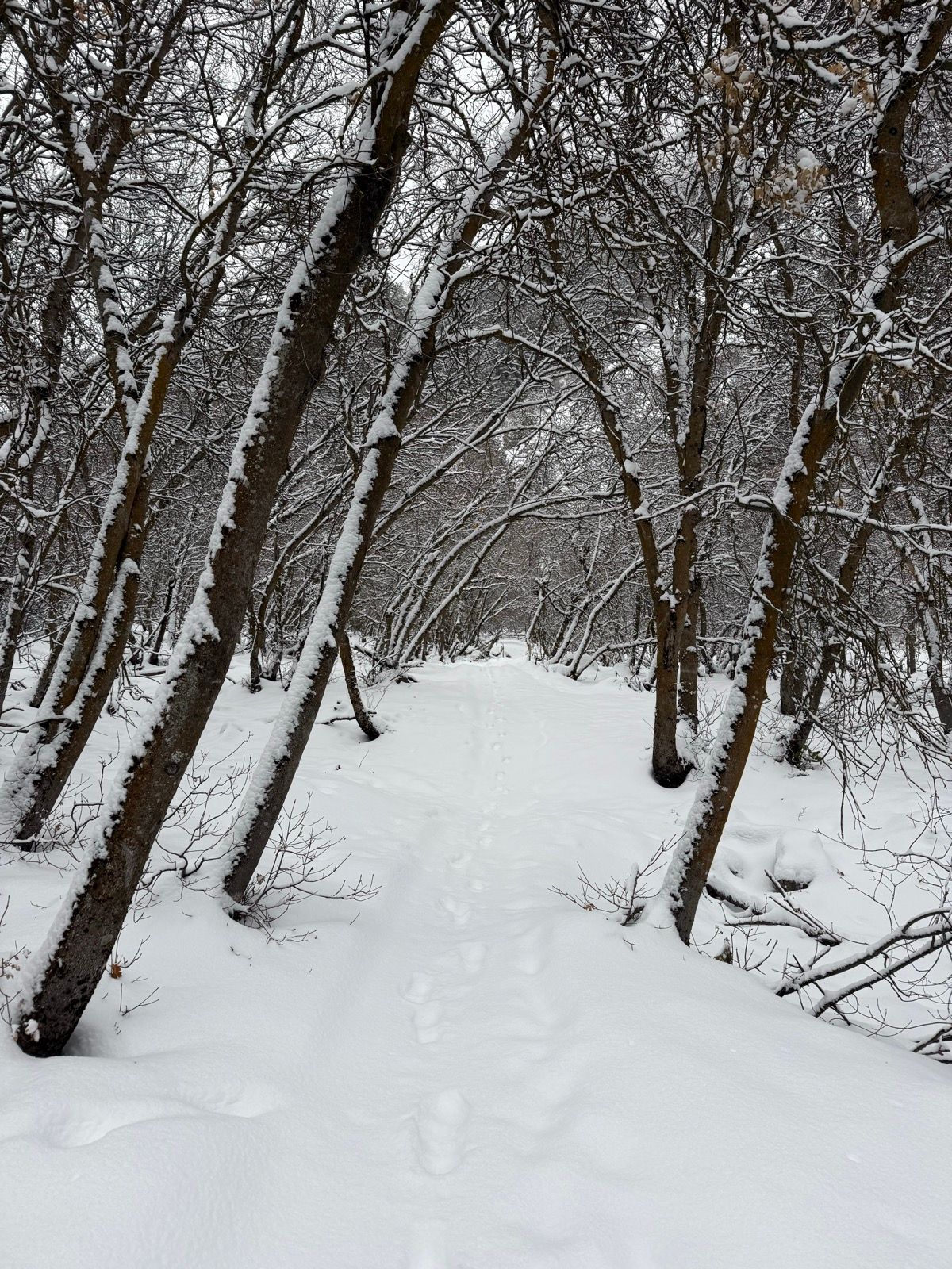 Snow-covered pathway through a forest of bare trees, with footprints leading into the distance. The scene is quiet and serene, surrounded by a blanket of snow.