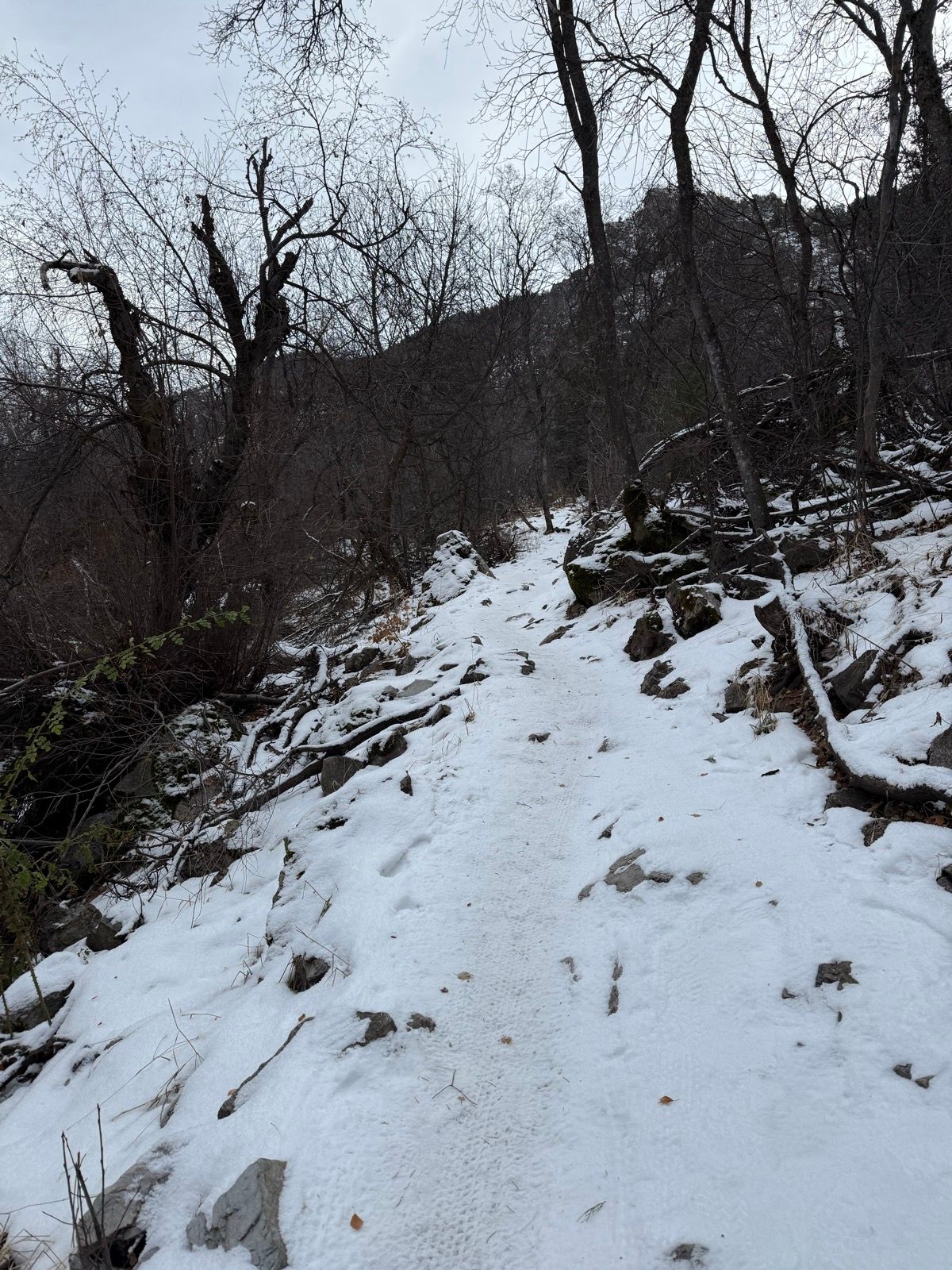 A snow-covered trail winds through a forested area with bare trees and rocky terrain, located in Providence Canyon, Utah. The sky is overcast, creating a gray atmosphere.
