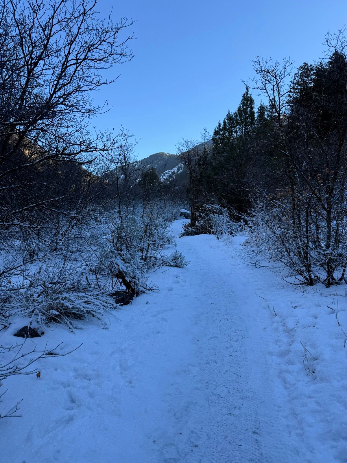 A snow-covered path leads through a wintry landscape, lined with bare trees and shrubs. In the background, mountains are visible under a clear blue sky.