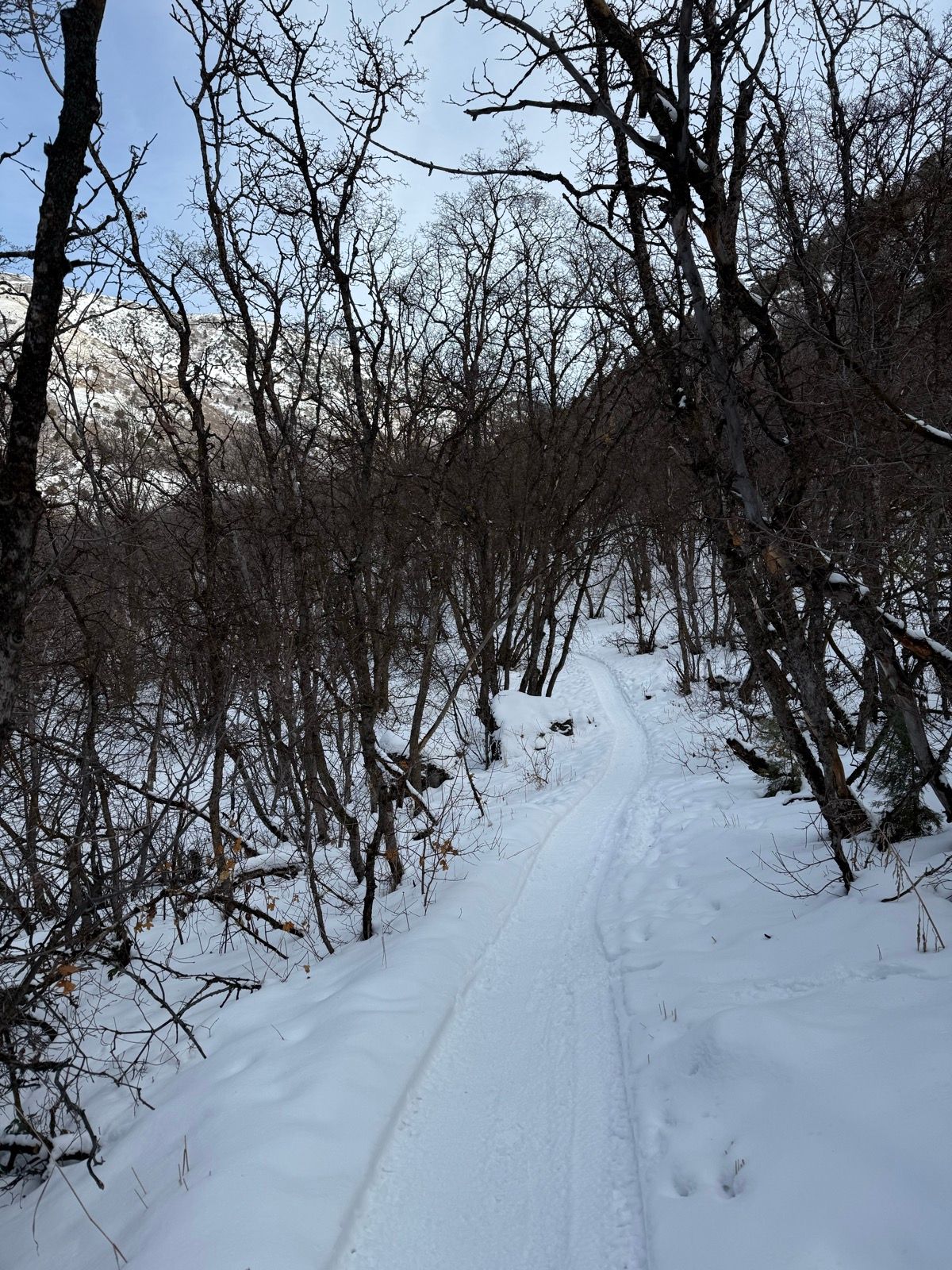 A snow-covered trail winds through a forest of bare trees in Providence Canyon, Utah, under a cloudy sky.