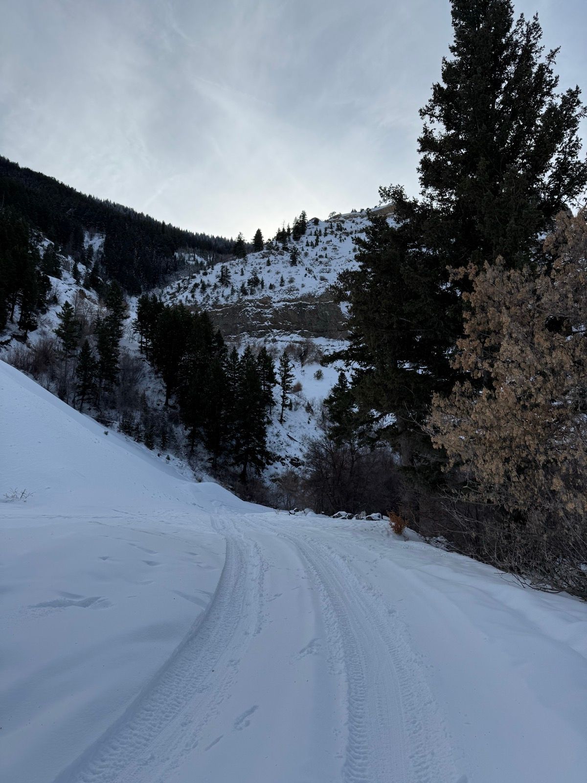 A snowy path winds through a forested area in Providence Canyon, Utah. Tall pine trees line the sides of the road, with snow covering the ground and slopes. The sky is overcast, adding a serene atmosphere to the winter landscape.