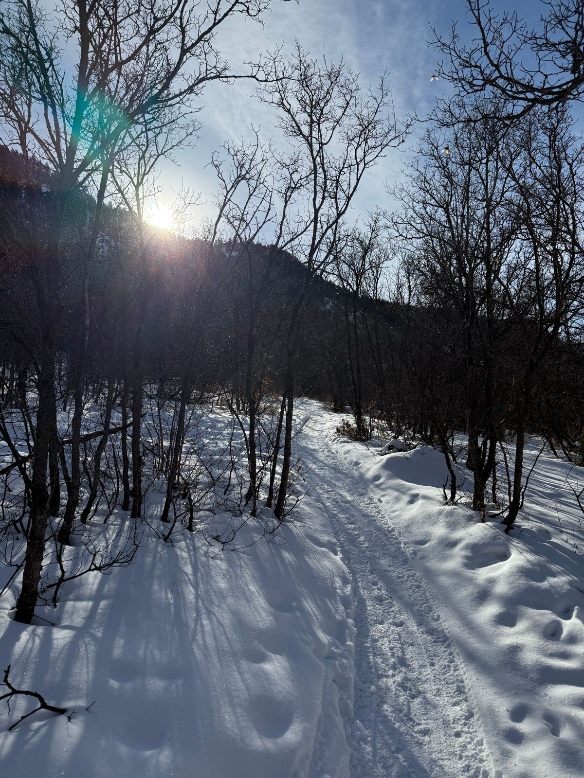 Snow-covered path winding through a forest of bare trees with a bright sun shining in the background at Providence Canyon, Utah.