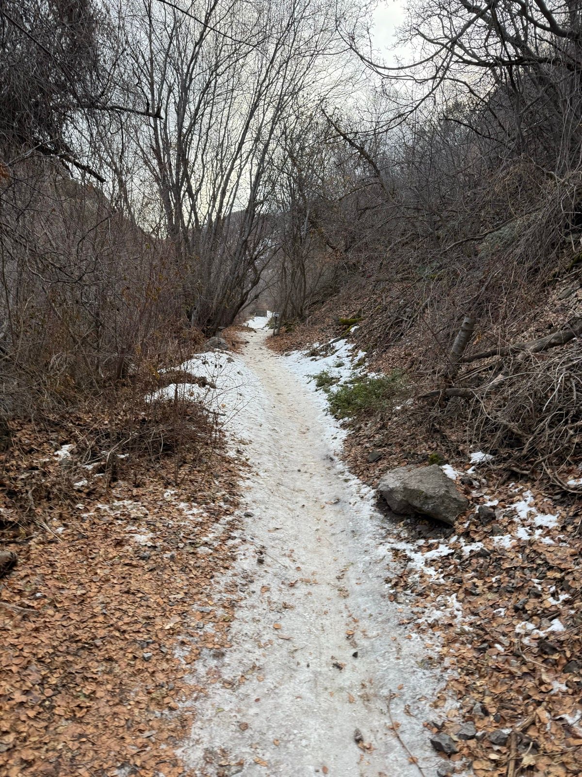 A narrow dirt trail lined with bare trees and scattered leaves, with patches of snow on the ground, in a wooded area of Logan, Utah.