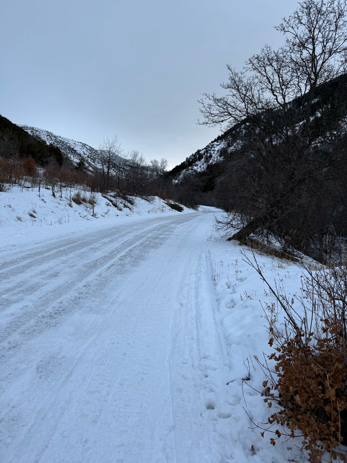 A snowy road lined with sparse vegetation and trees, surrounded by mountainous terrain under a cloudy sky in Logan, Utah.