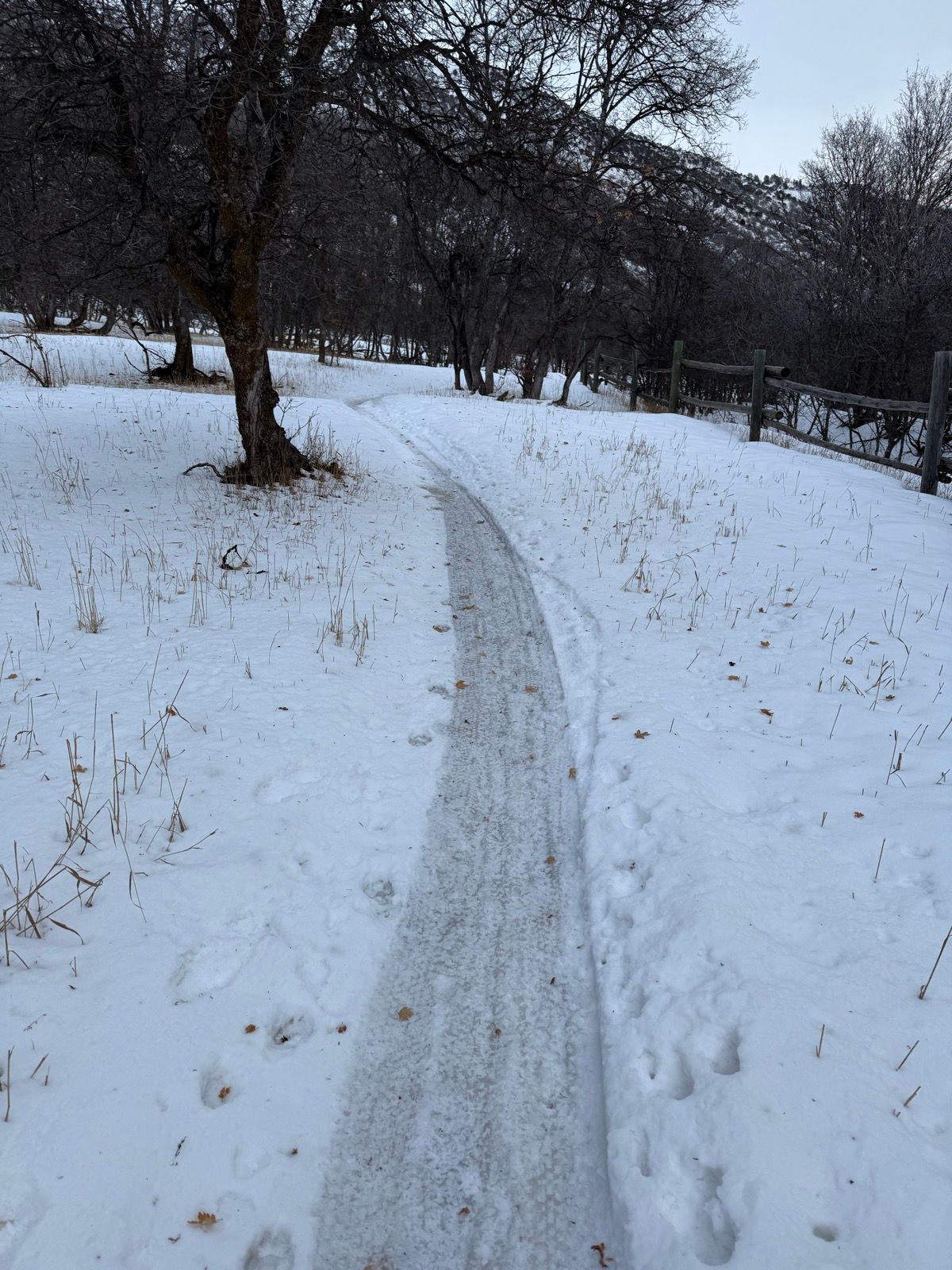 A snowy path winding through a landscape with bare trees and tall grasses in Logan, Utah, United States.