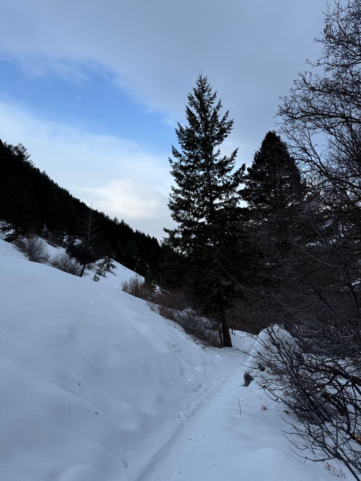 A snow-covered path winds through a landscape featuring tall evergreen trees and a cloudy sky, taken in Logan, Utah.