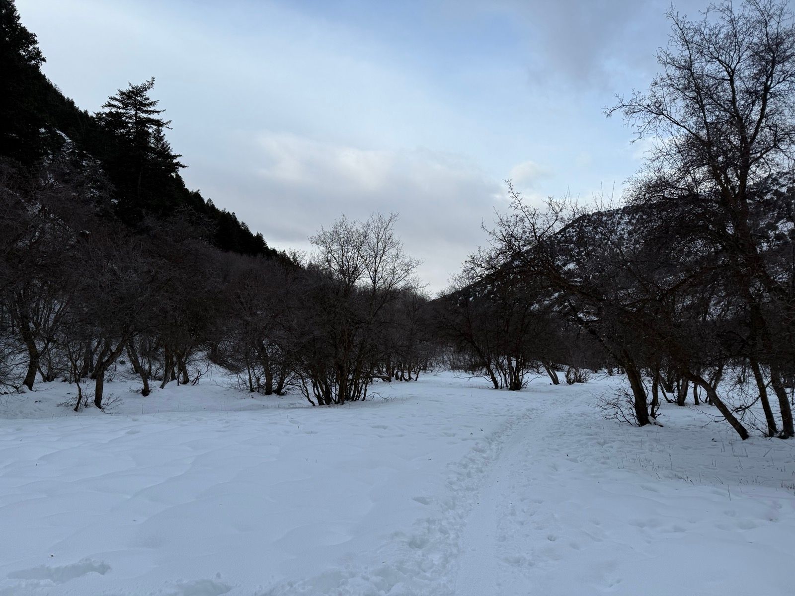 A snow-covered pathway winds through a forested area with bare trees and a backdrop of hills under a cloudy sky in Logan, Utah.