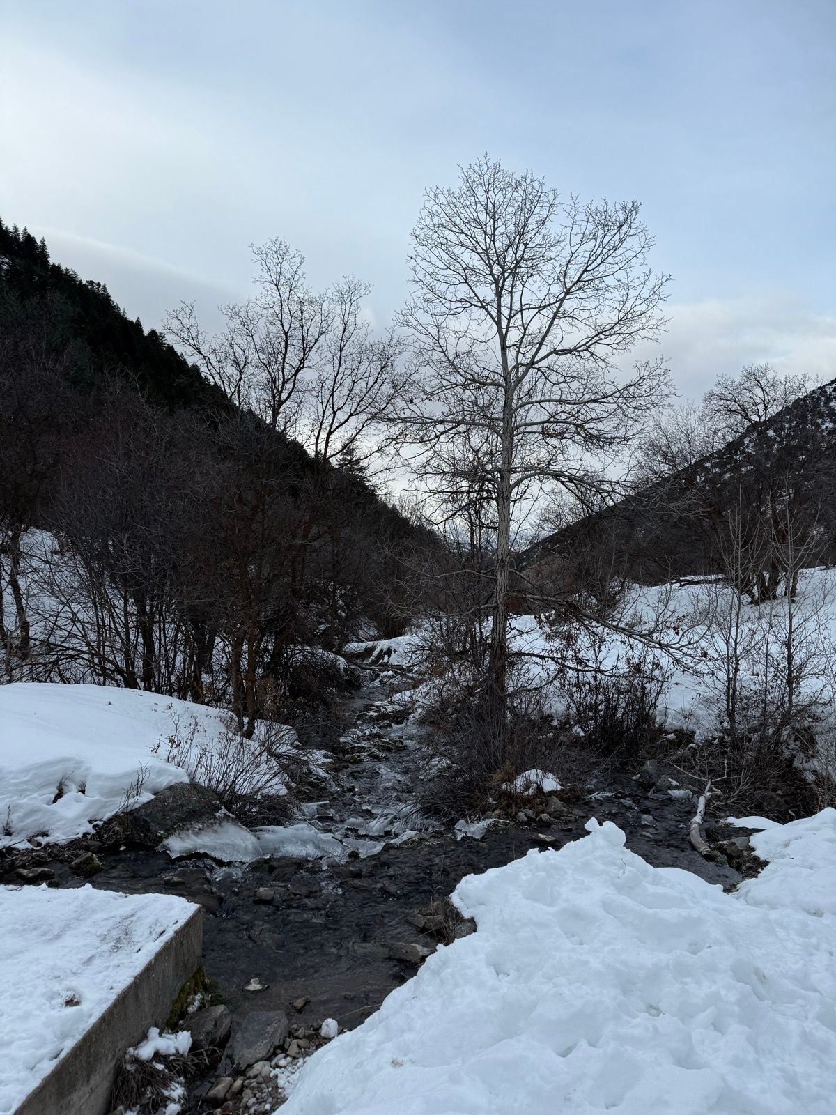 A snowy landscape in Logan, Utah, with a small stream flowing through the scene. Leafless trees line the banks of the stream, and snow covers the ground and surrounding areas, with hills visible in the background under a cloudy sky.