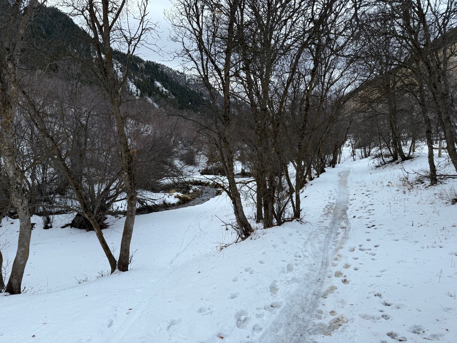 A snowy path winding through a forest with bare trees and a stream visible on the side, set against a backdrop of mountains in Logan, Utah.