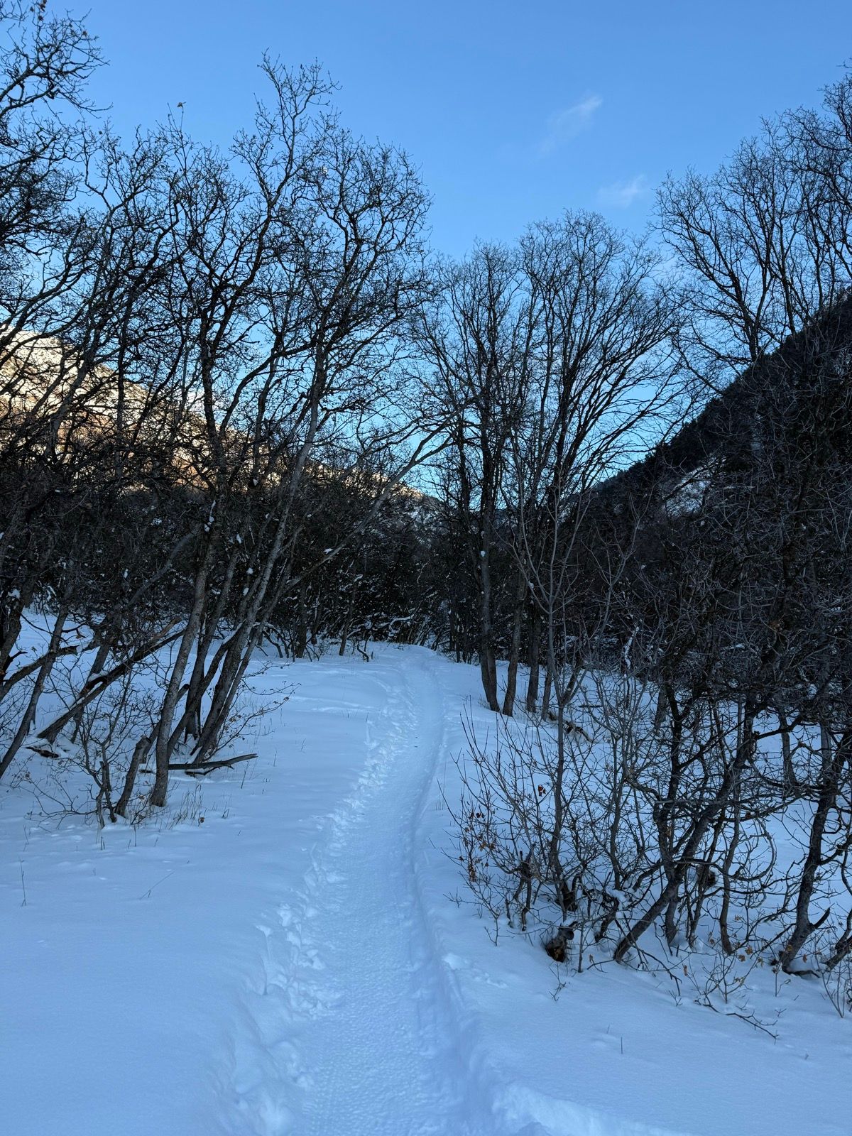 Snow-covered path winding through bare trees on a winter day in Providence, Utah, under a clear blue sky.