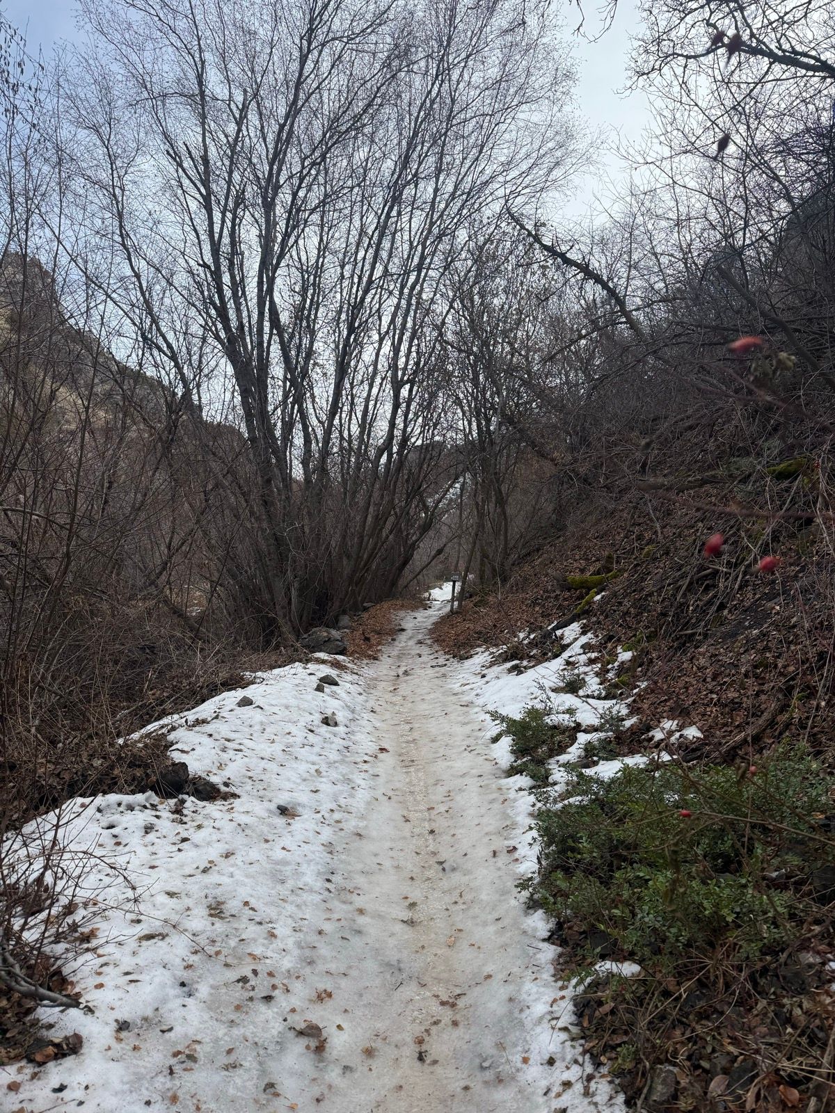 A narrow dirt path winds through a wooded area in Logan, Utah, with patches of snow and dried leaves on either side. Leafless trees rise alongside the path, and a faint sky is visible overhead.