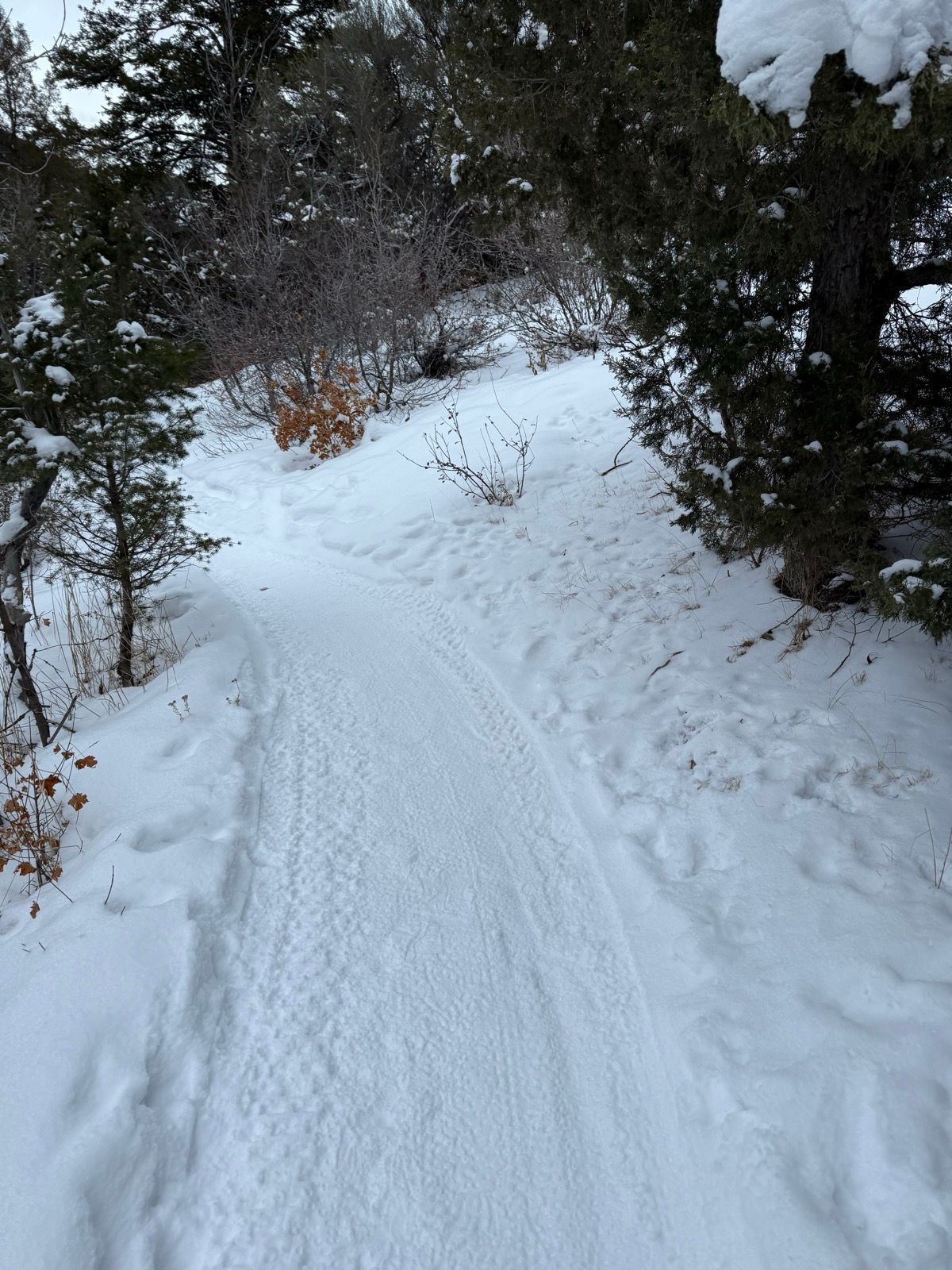 A snow-covered path winding through a wooded area in Providence, Utah, with trees lining either side and small bushes partially visible in the snow.