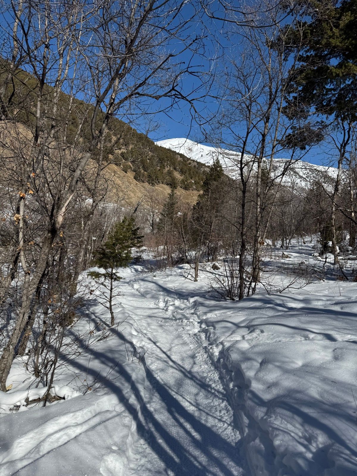 A snow-covered trail winding through a forest with bare trees and a mountain in the background under a clear blue sky, taken in Providence, Utah.