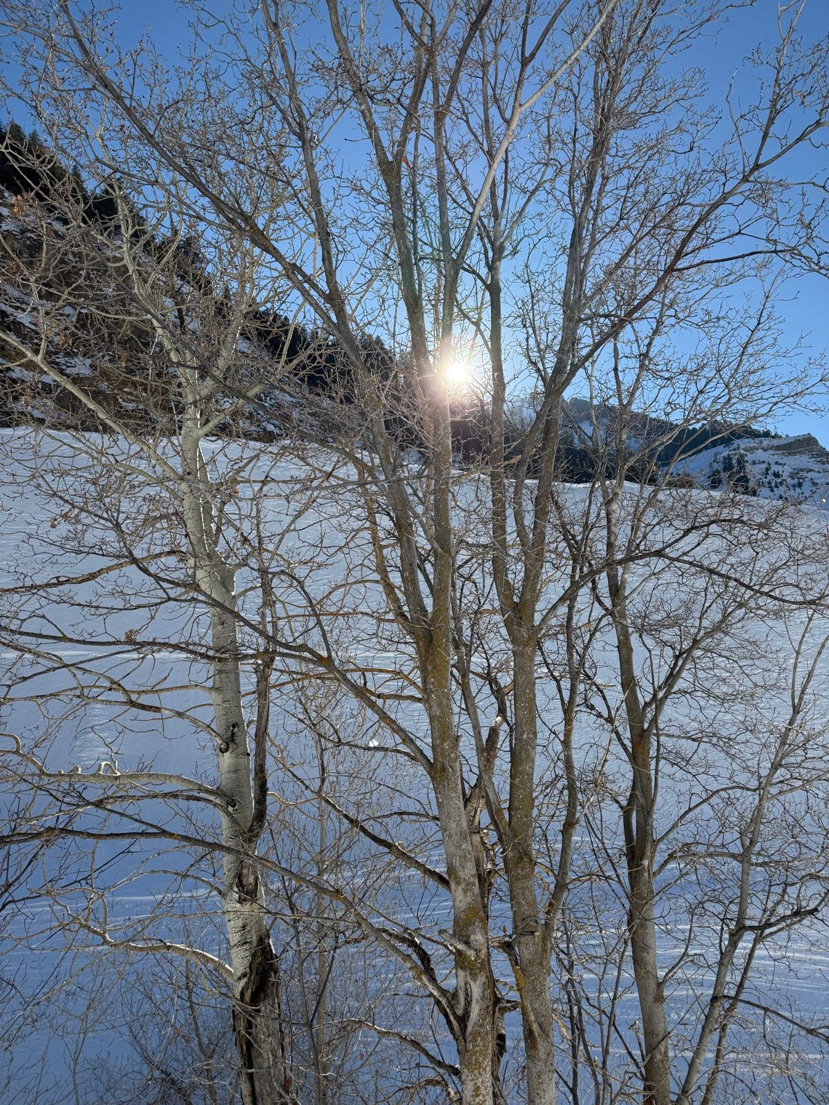 A snowy landscape in Providence, Utah, featuring bare trees with sunlight shining through their branches against a clear blue sky.