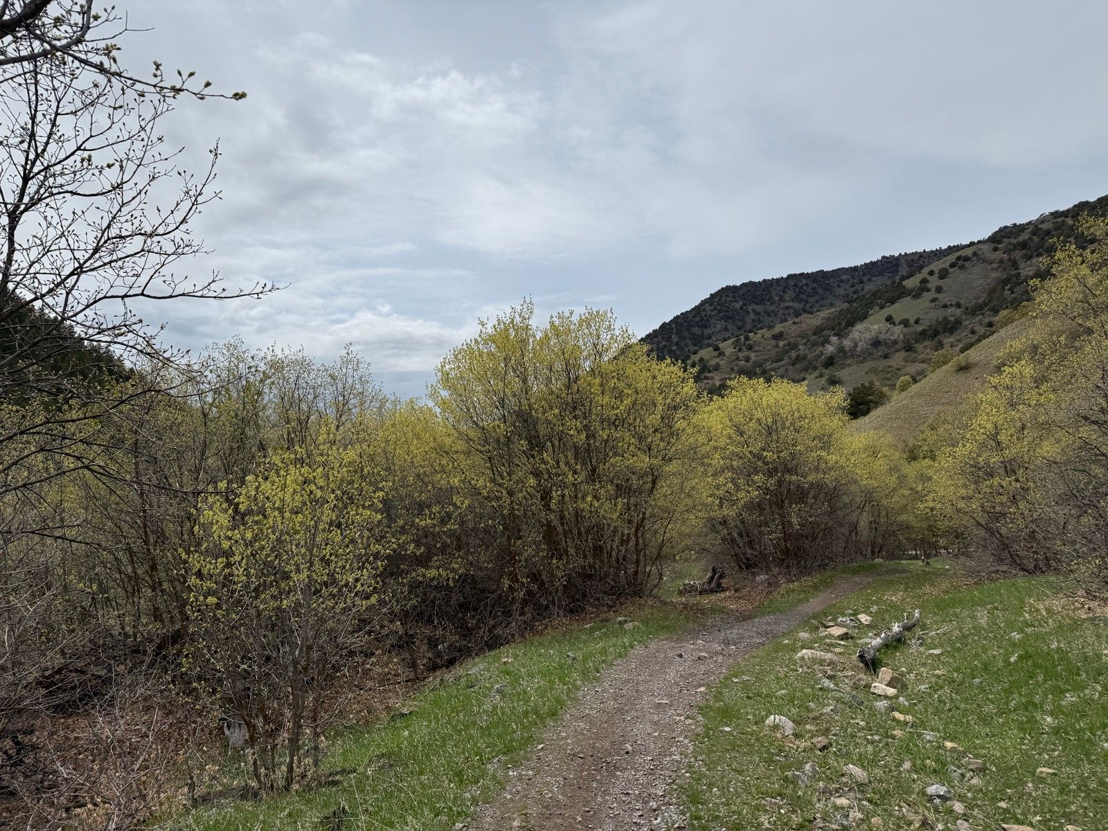 A dirt path winds through the trees in Providence Canyon, Utah, with new green foliage on the bushes. The scenery includes rolling hills in the background under a cloudy sky.