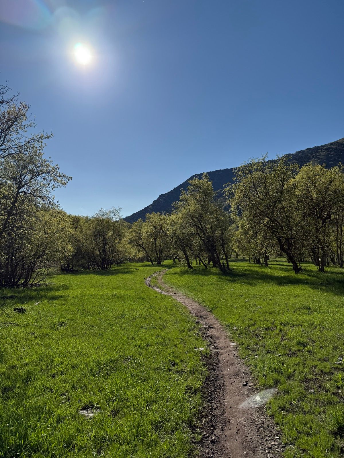 A winding dirt path leads through lush green grass and trees under a clear blue sky at Providence Canyon, Utah. The sun shines brightly in the sky, illuminating the landscape.