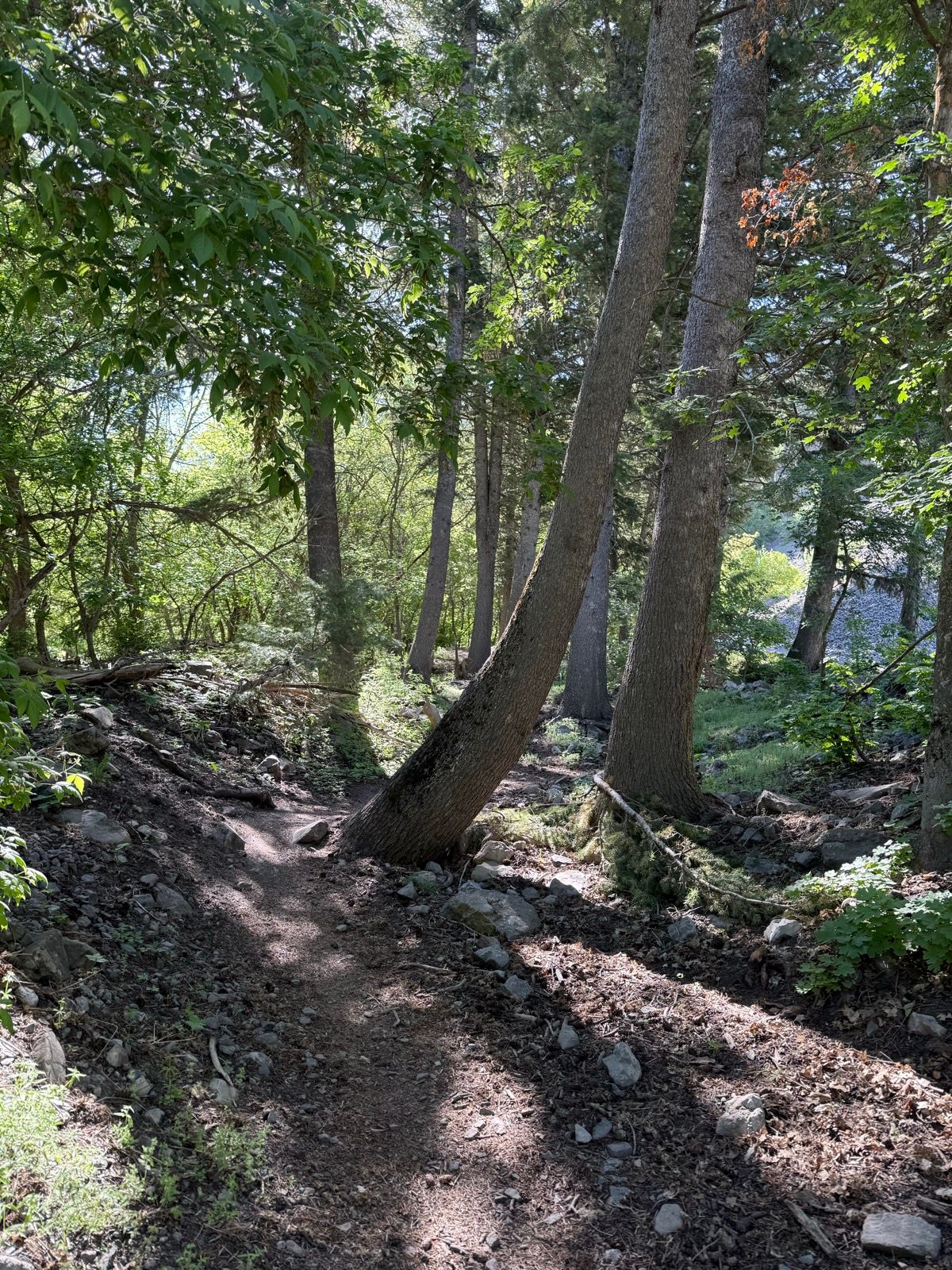 Pathway through a lush green forest at Providence Canyon, Utah, with leaning trees and rocks lining the trail. Sunlight filters through the leaves.