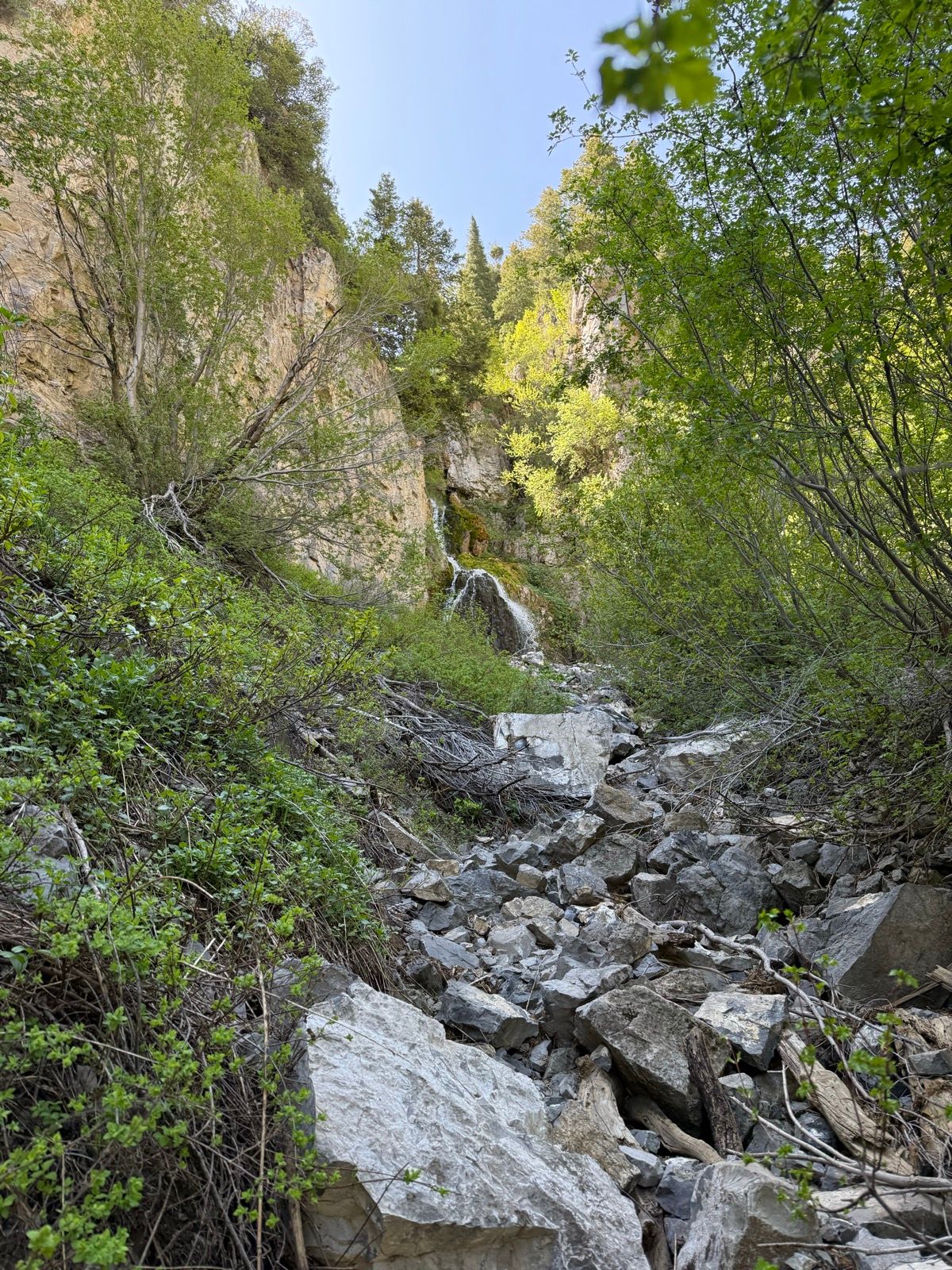 A rocky creek bed with lush green foliage and steep canyon walls, featuring a small waterfall in the background, under a clear blue sky at Providence Canyon, Utah.