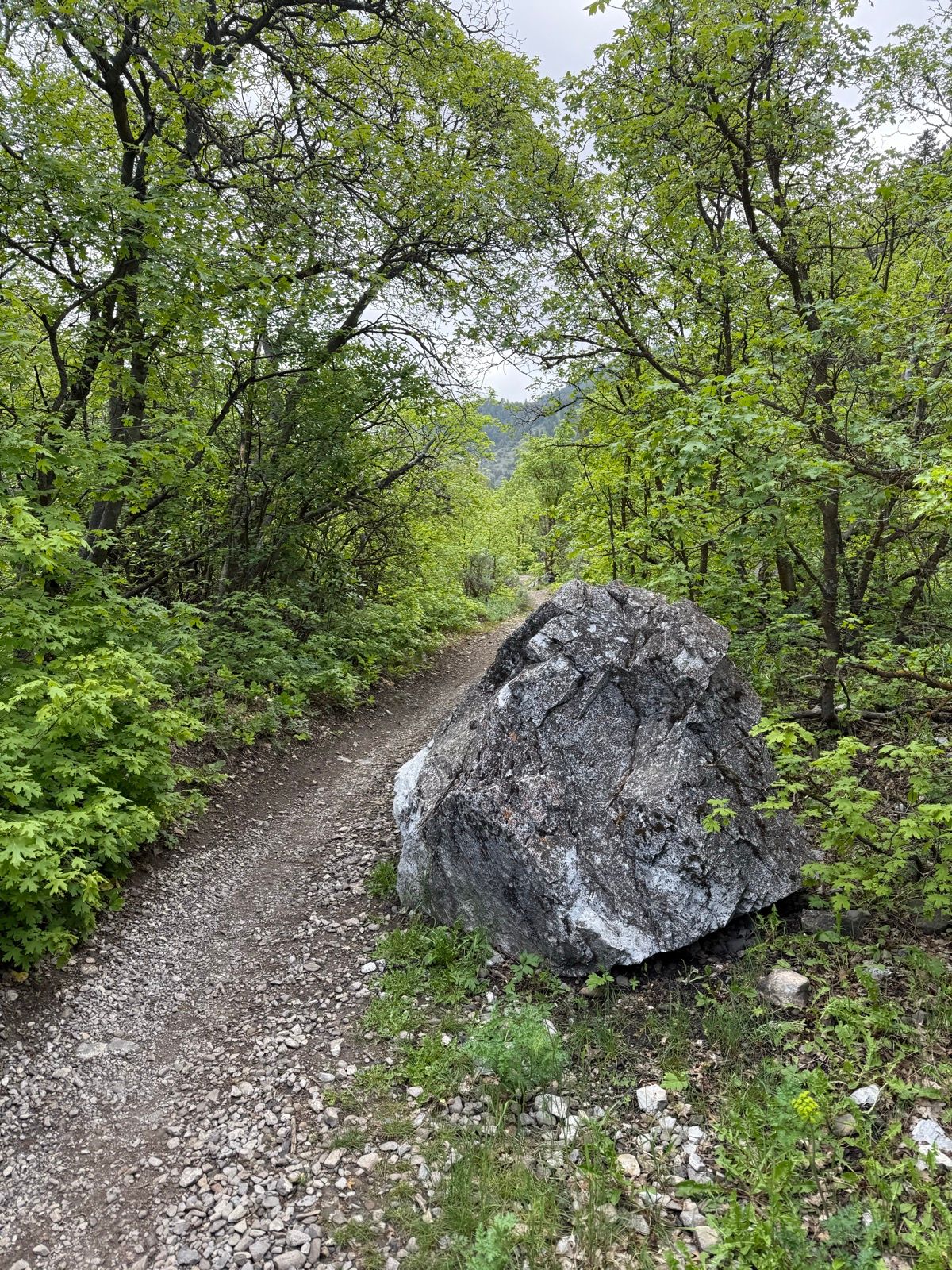 A winding gravel path runs through lush greenery in Providence Canyon, Utah, with a large rock positioned on the side of the trail. The scene features a variety of trees and shrubs under a cloudy sky.