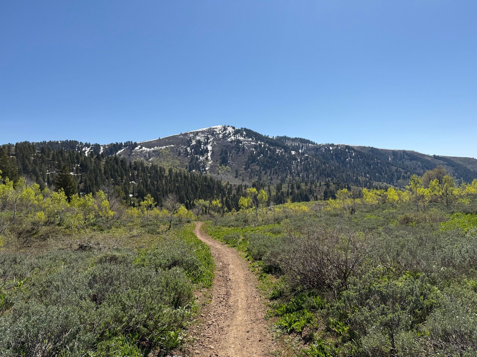 A dirt trail winds through green vegetation in Providence Canyon, Utah, leading towards a snow-capped mountain under a clear blue sky.