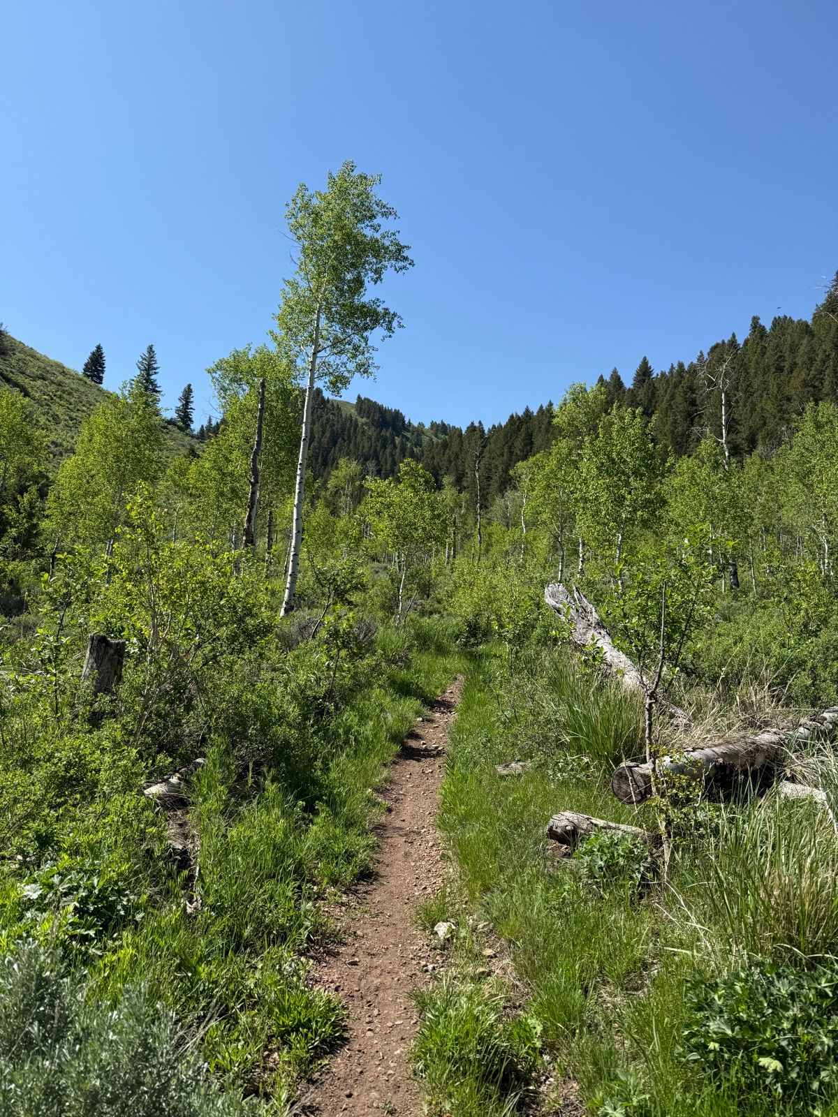 A dirt hiking trail winds through lush greenery in a forested area of Utah. Tall trees with bright green leaves line the path, leading toward a backdrop of hills and a clear blue sky.