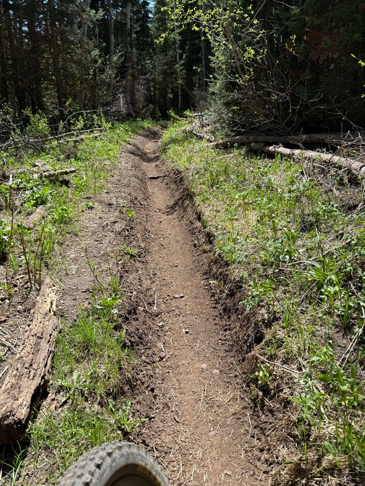 A narrow dirt trail winds through a forested area in Utah, surrounded by greenery, logs, and tall trees. The image shows part of a bicycle tire in the lower corner of the frame.
