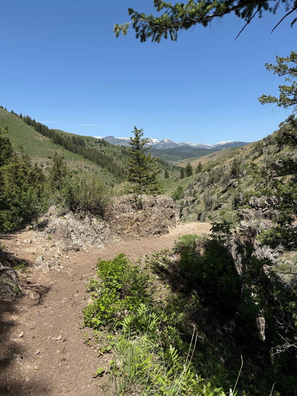 A scenic view of a mountainous landscape in Utah, featuring green hills and rocky terrain under a clear blue sky. Sparse trees are scattered throughout the area, with distant snow-capped peaks visible in the background. A winding dirt path leads through the foreground vegetation.