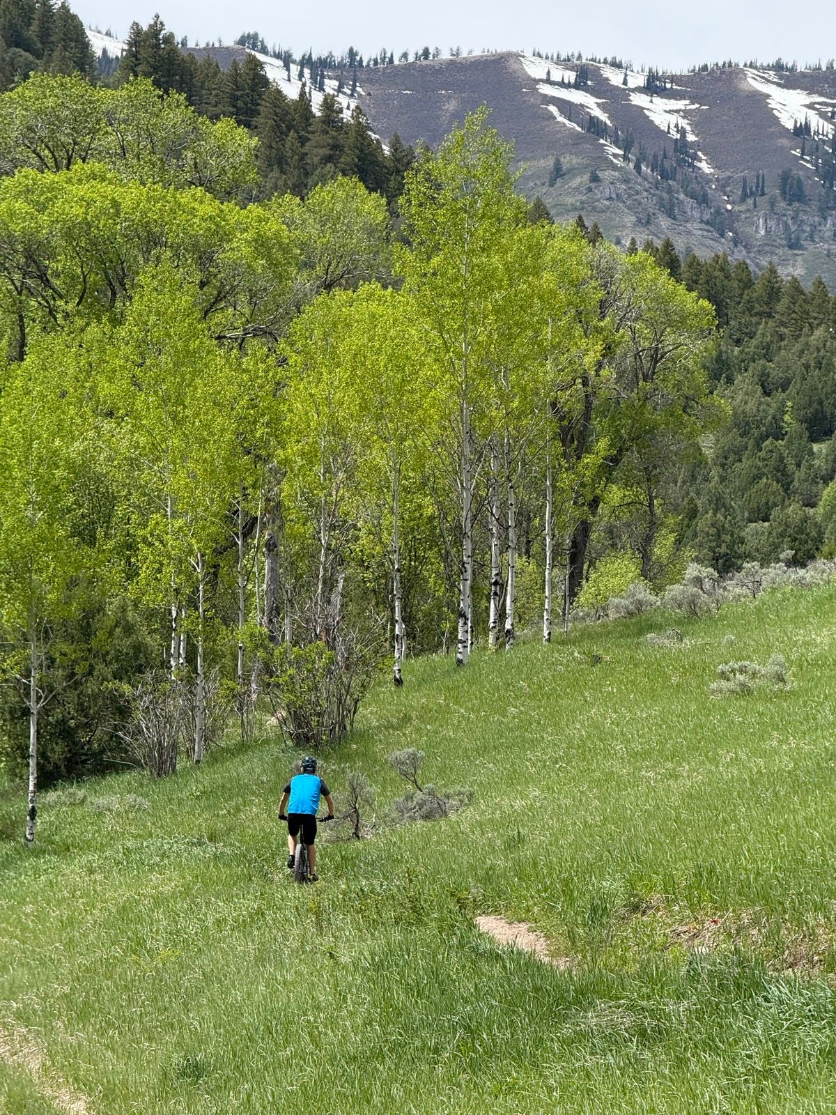 A person on a mountain bike rides along a grassy trail surrounded by lush green trees and shrubs, with snow-capped mountains in the distance. The scene is set in the Jardine Juniper Trail area, showcasing a vibrant spring landscape.