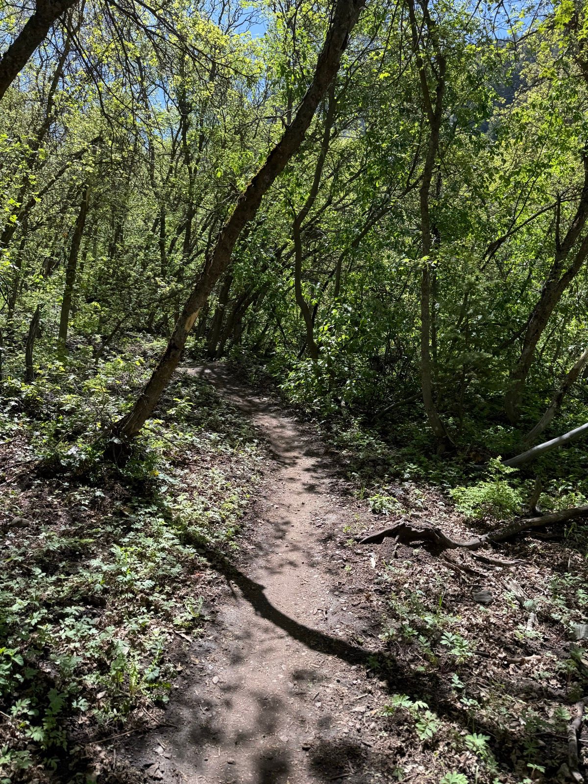 A sunlit dirt path winds through a lush green forest in Providence Canyon, Utah, surrounded by trees and underbrush.