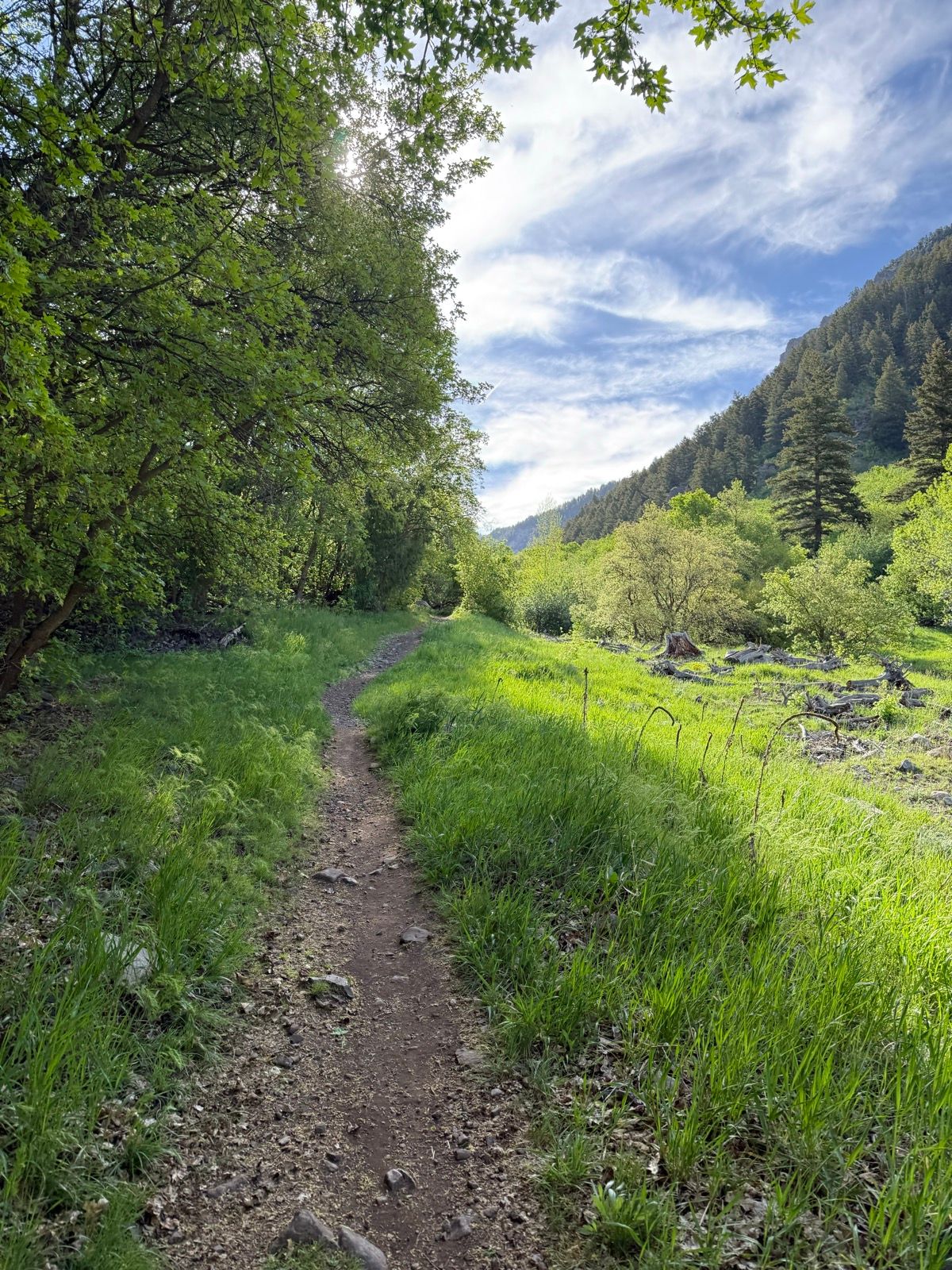 A dirt path winds through lush green grass and trees in Providence Canyon, Utah, with a clear blue sky above and distant mountains visible in the background.