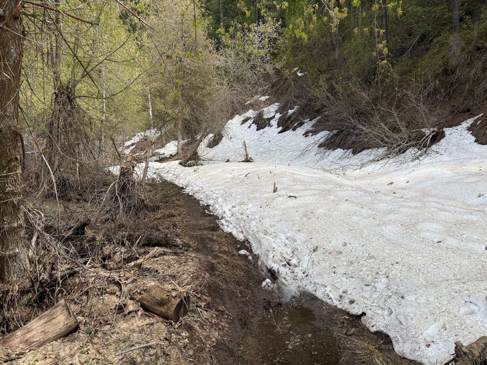 A snow-covered canyon trail alongside a small stream, bordered by trees and scattered branches, in Green Canyon, Utah.