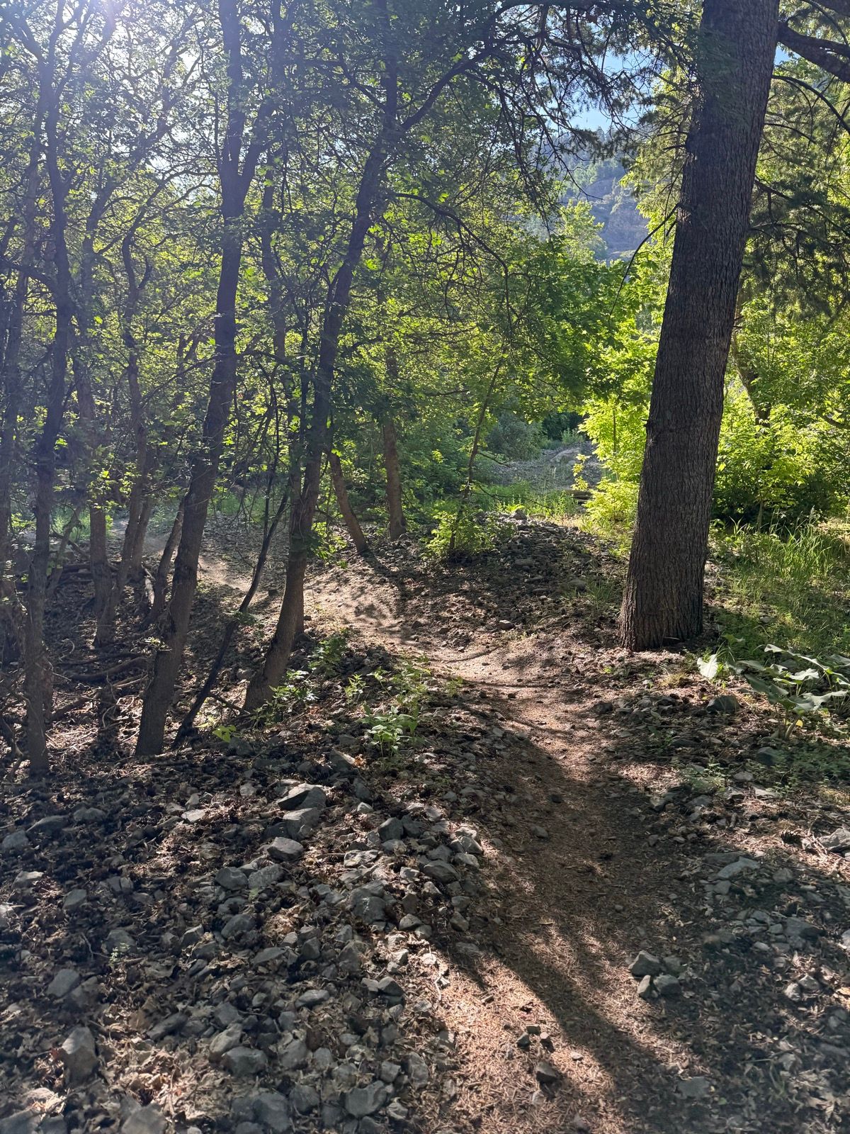 A dirt path winding through a lush green forest with sunlight filtering through the trees. Rocks and scattered leaves line the trail, leading to an opening in the background. Taken in Providence Canyon, Utah.